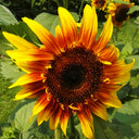 Bi-Colour Sunflower Seeds (90cm)