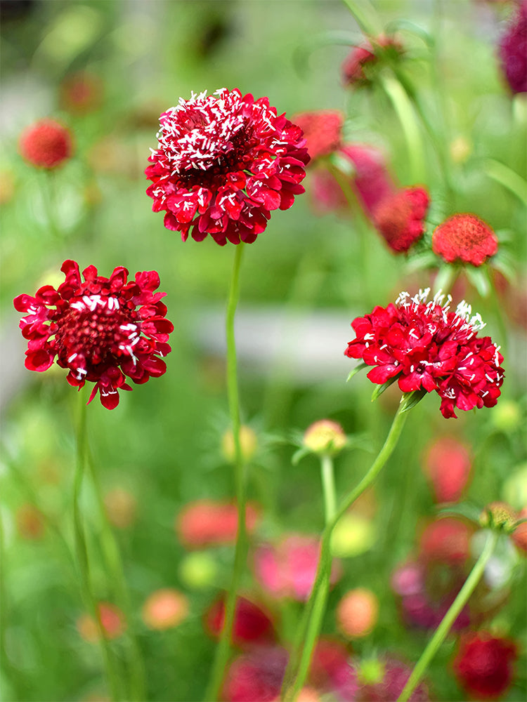 Scabiosa Atropurpurea, Red