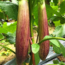 'Sichuan Bamboo Silk' Eggplant Seeds