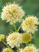 Scabiosa 'Fata Morgana'