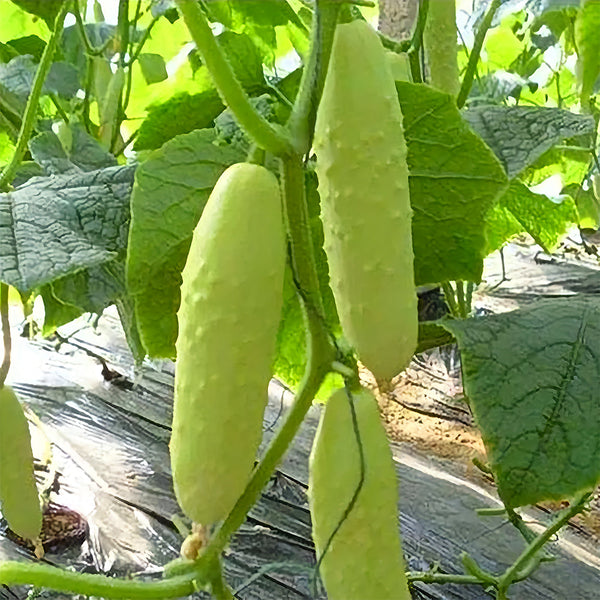 White Cucumber Seeds with Thorns
