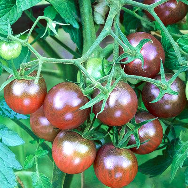 'Purple Pearl' Cherry Tomato Seeds