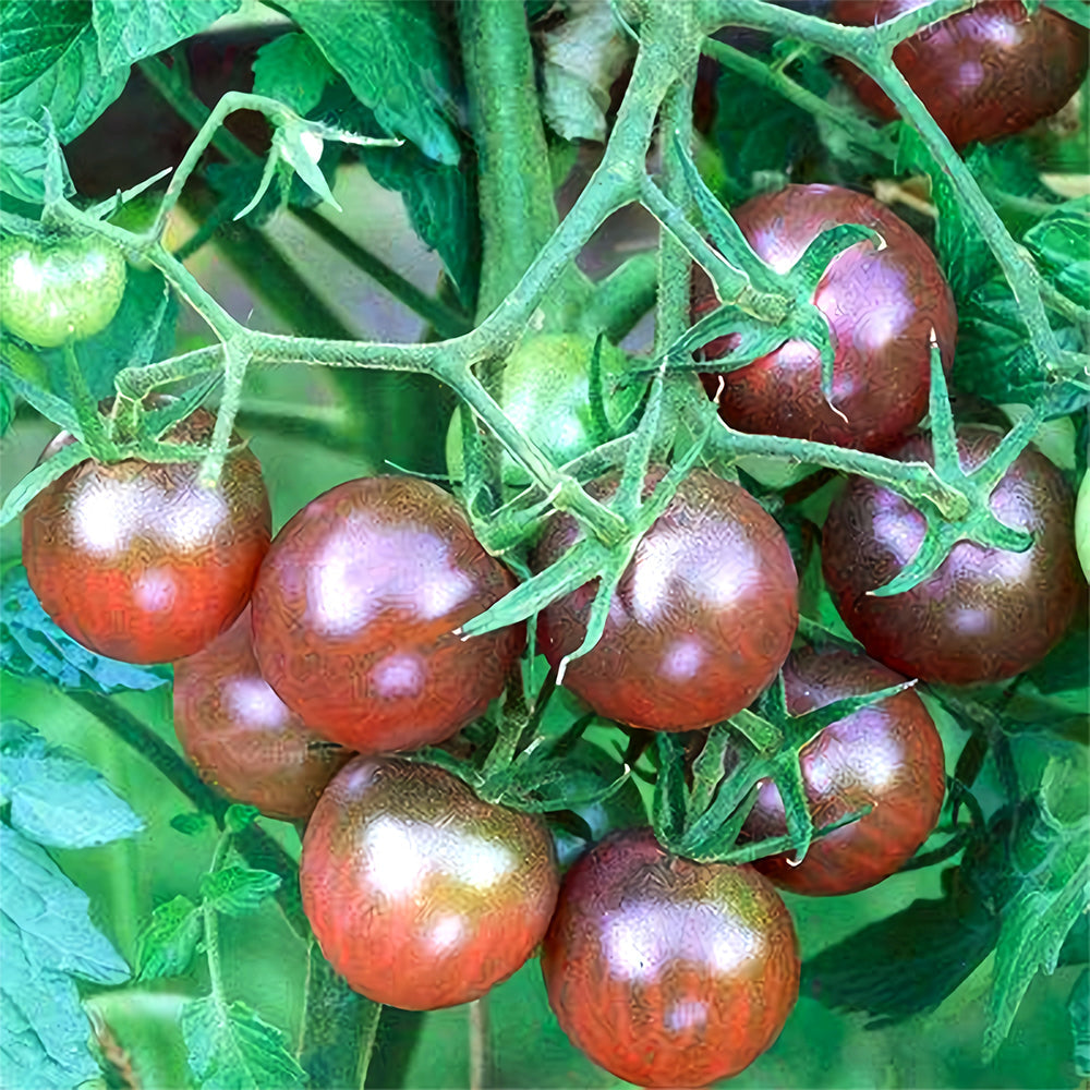 'Purple Pearl' Cherry Tomato Seeds