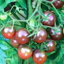 'Purple Pearl' Cherry Tomato Seeds