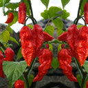 Chili Devils Tongue Red Hot Pepper Seeds