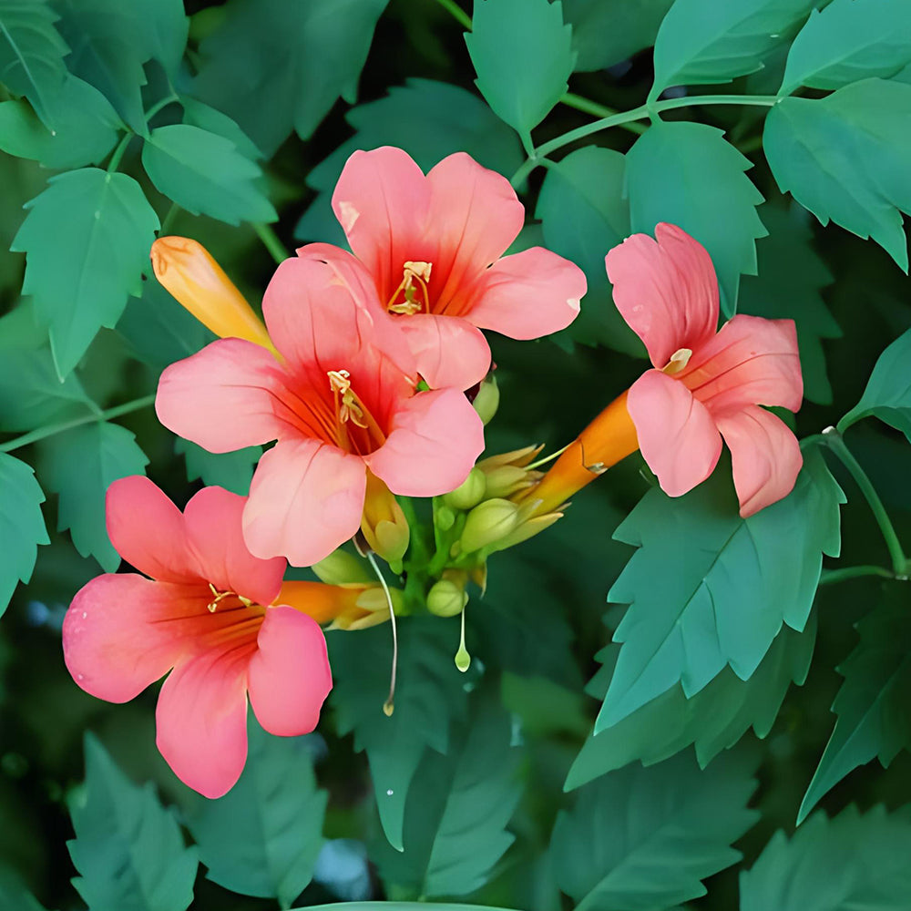 Chinese Trumpet Vine Seeds - Campsis grandiflora