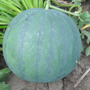 'Seedless Kylin' Series Seedless Watermelon Seeds