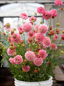 Scabiosa 'Salmon Pink'