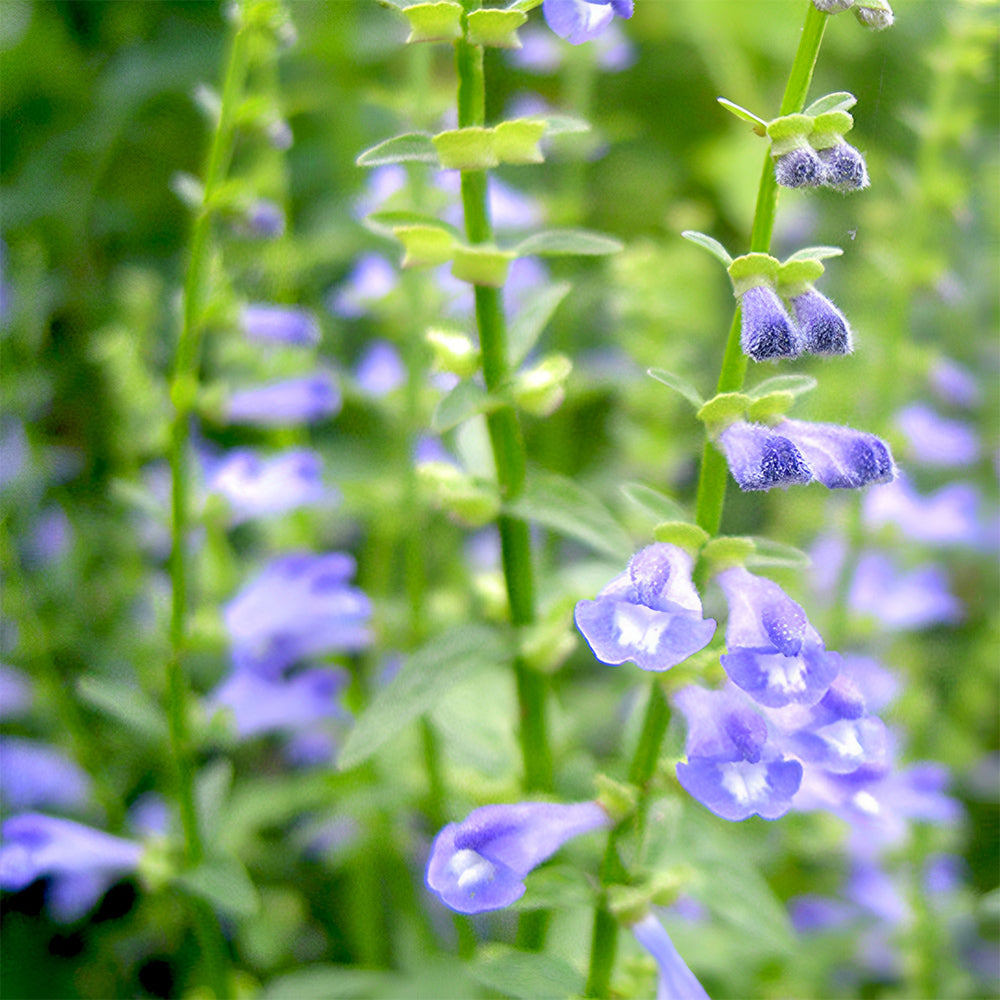 Barbed Skullcap Seeds