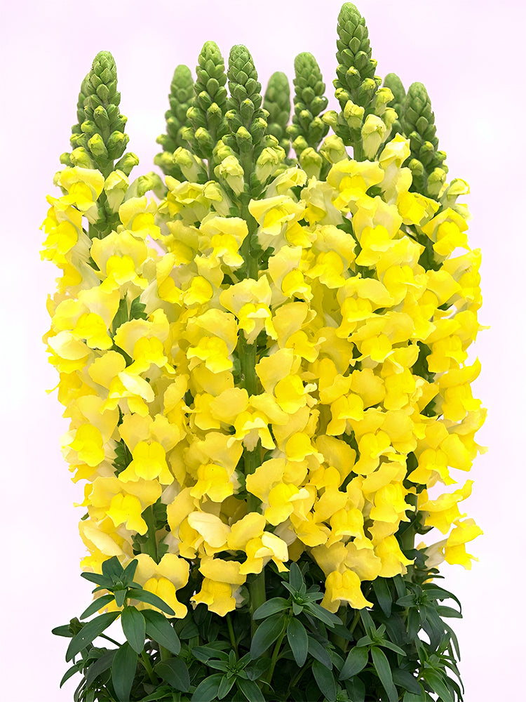 Tall Snapdragon, Yellow