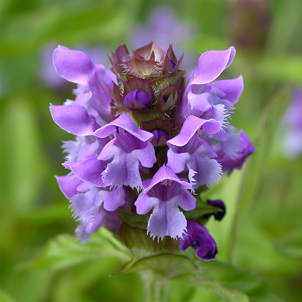 Self Heal Seeds