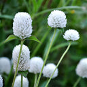 Vibrant Globe Amaranth Seeds