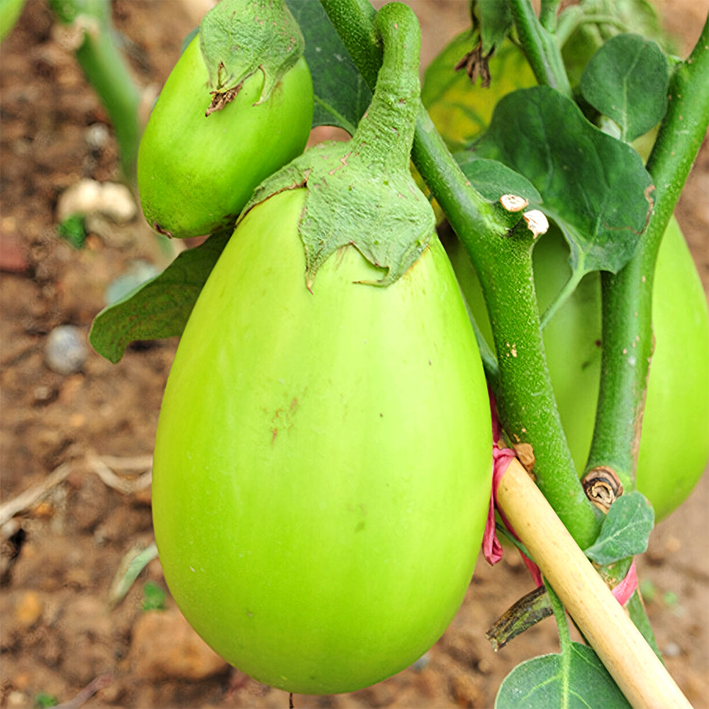 'Xi'an Green Can' Eggplant Seeds