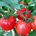 'Vintage Elegance' Red-Pink Tomato Seeds