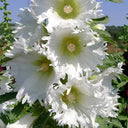 Alcea 'Chaste White'