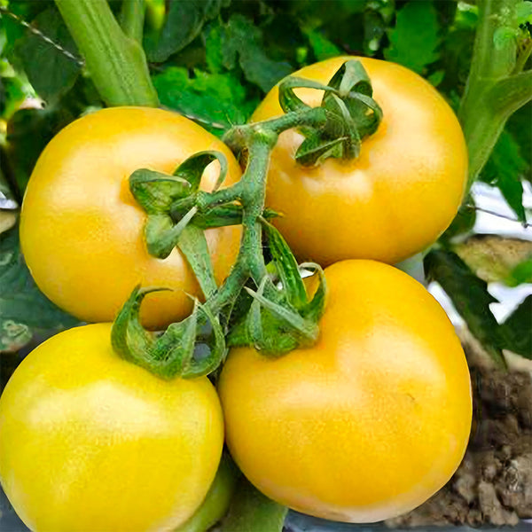'Imperial Concubine' Yellow Tomato