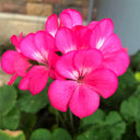 Geranium Seeds - Horizon Neon Rose Hybrid F1