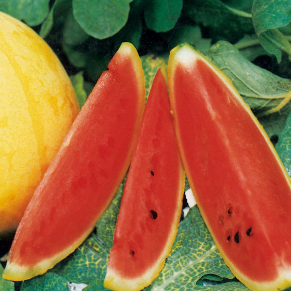 'Golden Kylin No.2' Gift Watermelon Seeds