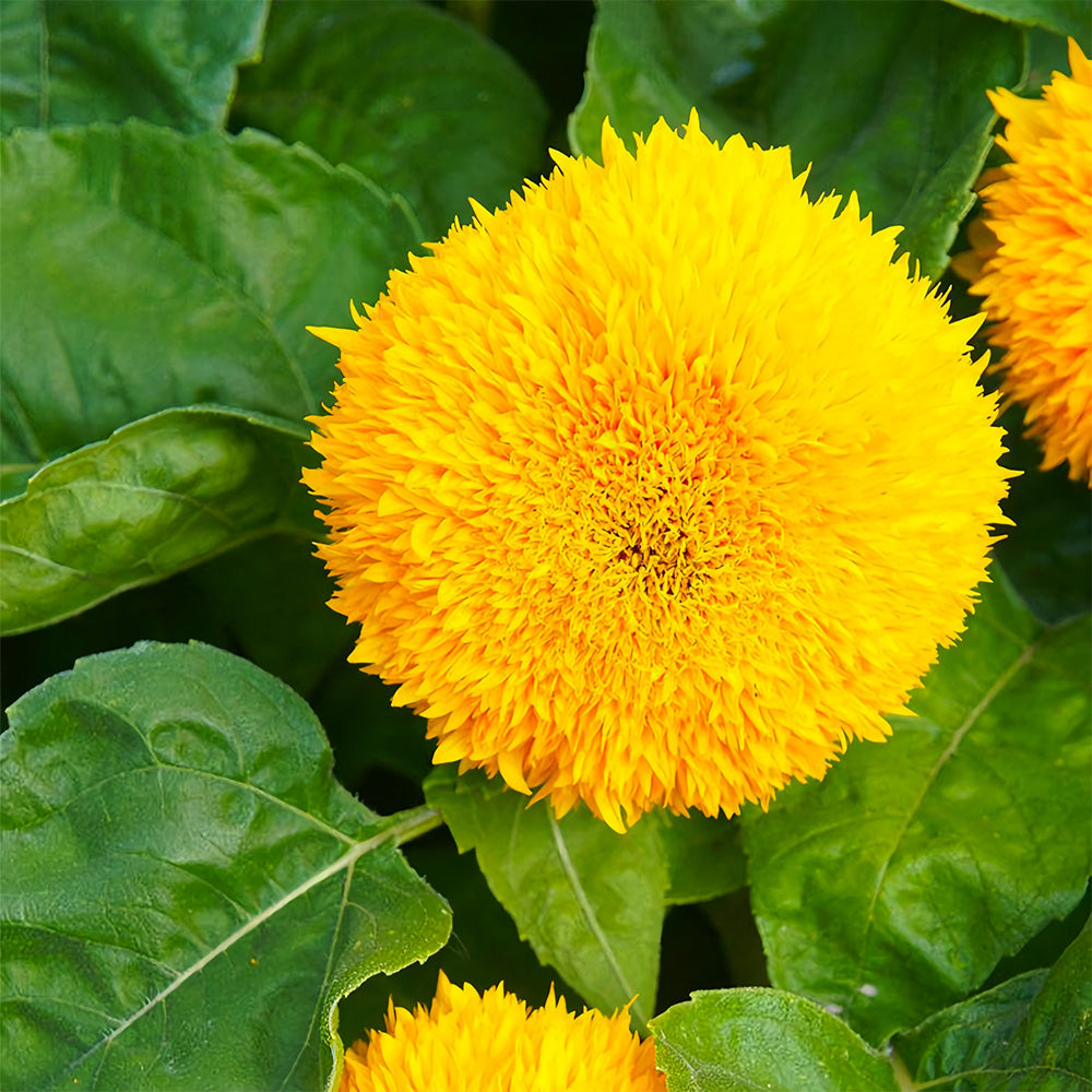 'Teddy Bear' Dwarf Sunflower Seeds