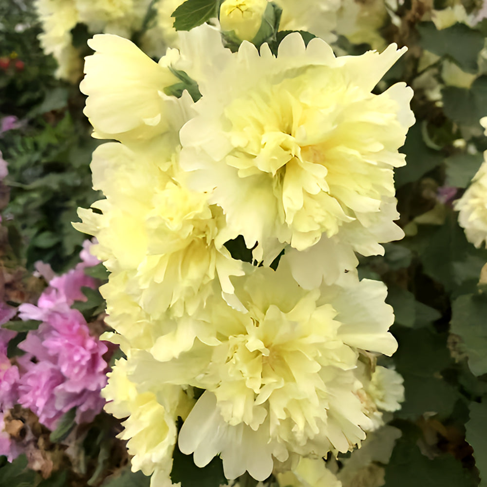 Alcea 'Junle Lemon'