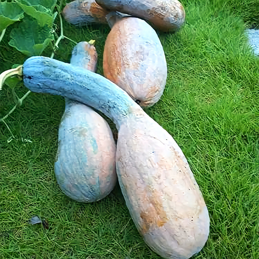 Golden Hook Pumpkin Seeds