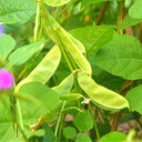 Refreshing Green Hyacinth Bean Seeds