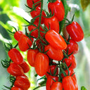 'Red Saint' Cherry Tomato