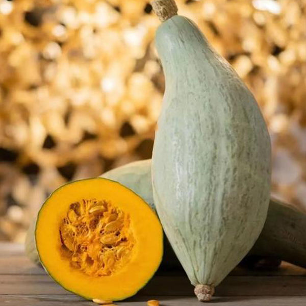 Noble Pumpkin Hybrid Seeds