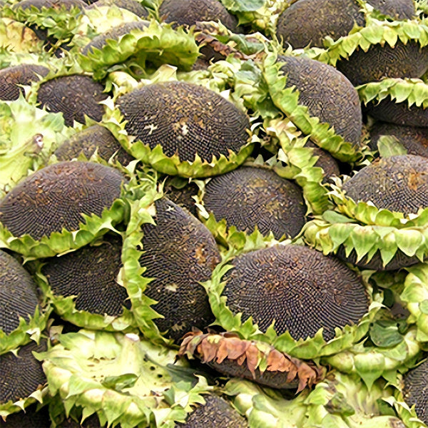 Sunflower F1 Seeds (35cm)