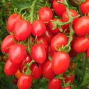 Top-Performing Salad Tomato