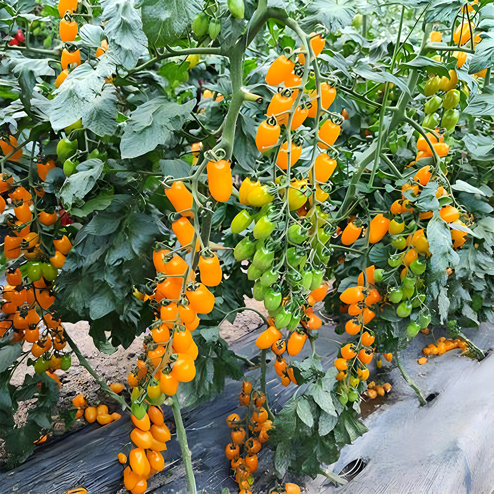 'Yellow Saint' Cherry Tomato