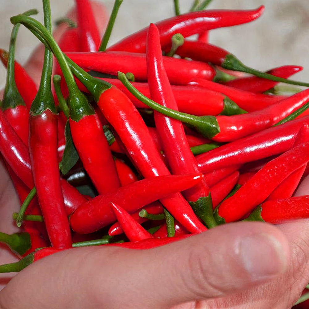 Jinke Lifeng® Red Cluster Pepper Seeds