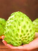 Soursop Seeds