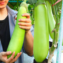 'Green Dragon' Long Eggplant Seeds