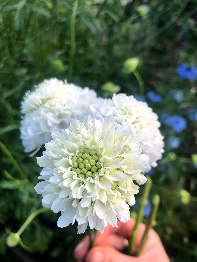 Scabiosa Atropurpurea, White