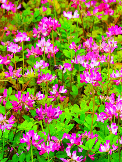 Green Manure