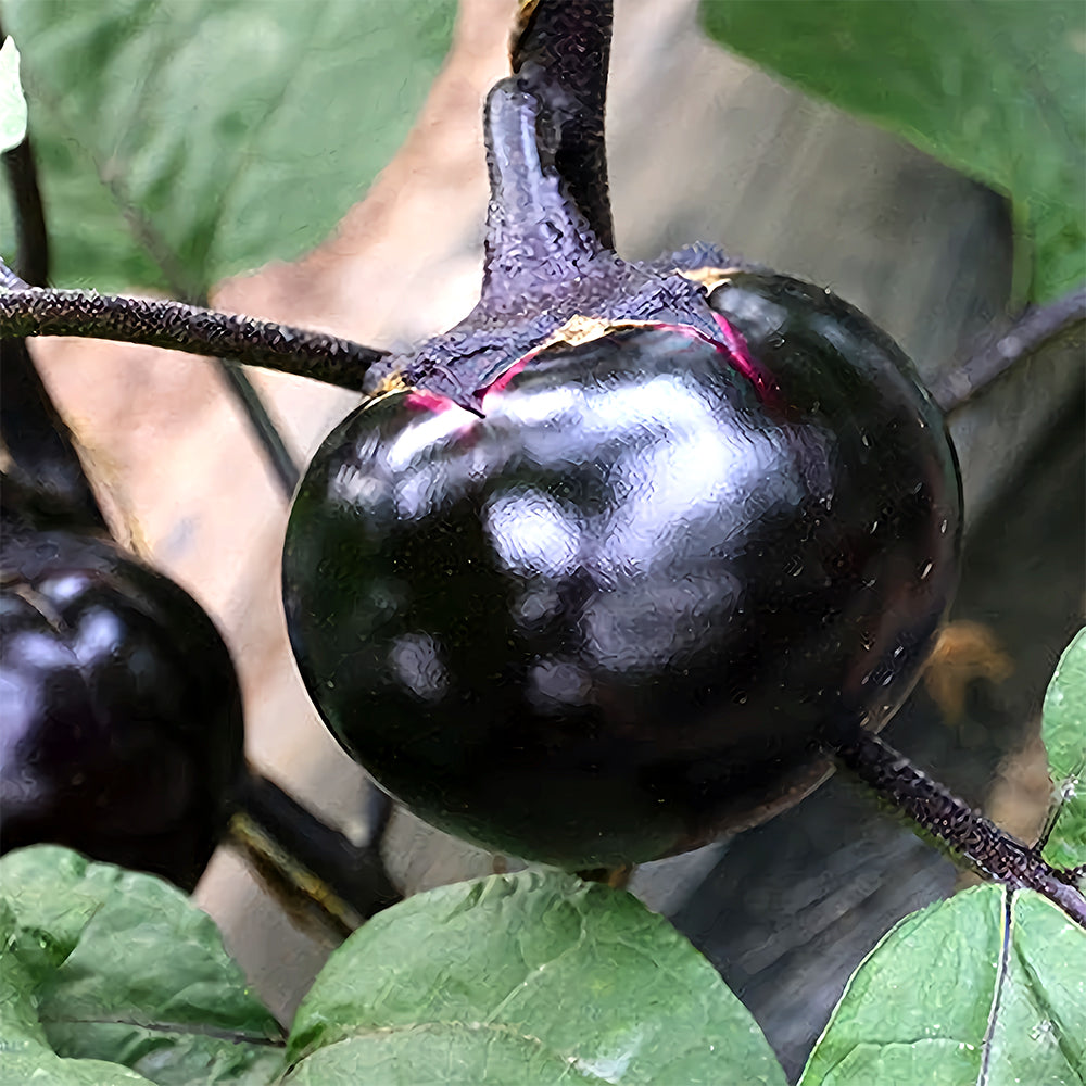 'Black Boss' Round Eggplant Seeds