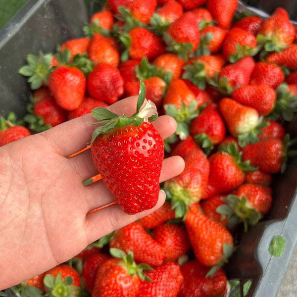 japanese strawberry seeds for sale Akihime' Series Red Strawberry Seeds – SeedChoiceX