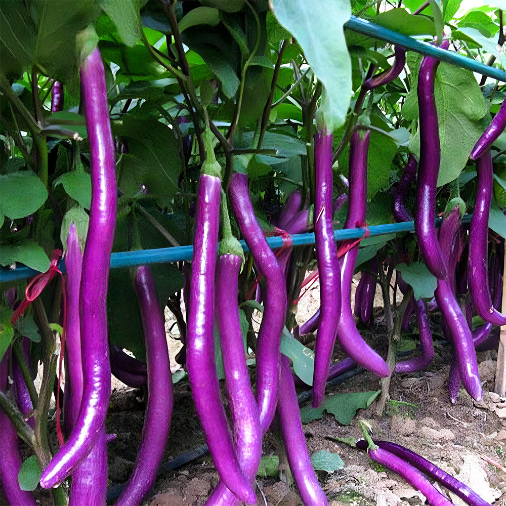 'Purple Dragon' Hangzhou Eggplant Seeds