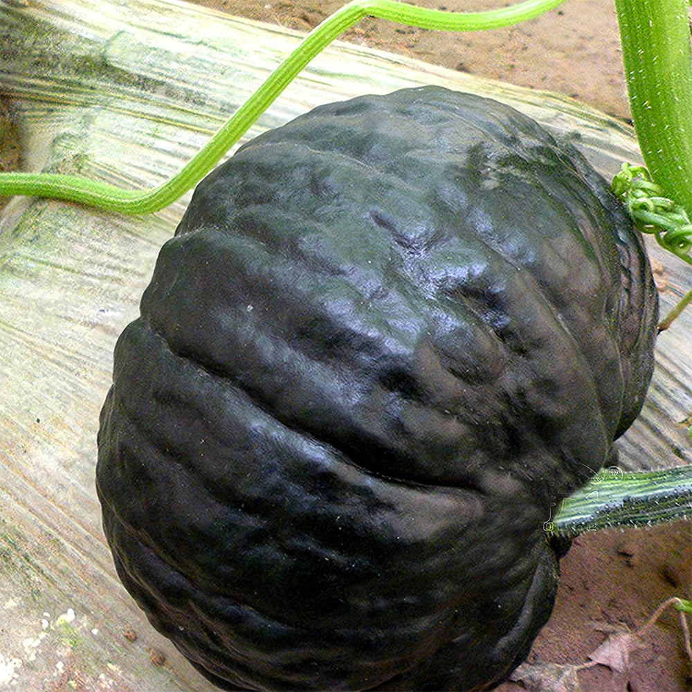 Japanese Black Pumpkin Seeds