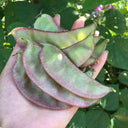Purple-Green Hyacinth Bean