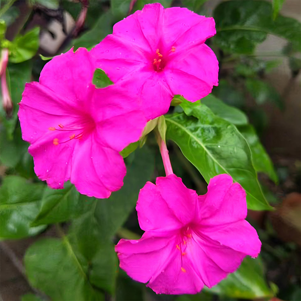 Four O'clock Flower (Mirabilis jalapa) Seeds