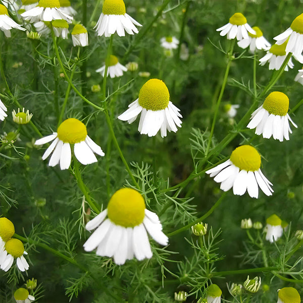 Hardy Chamomile Seeds with Invigorating Aroma - Thrives in Varied Soils
