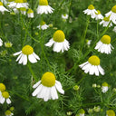 Hardy Chamomile Seeds with Invigorating Aroma - Thrives in Varied Soils