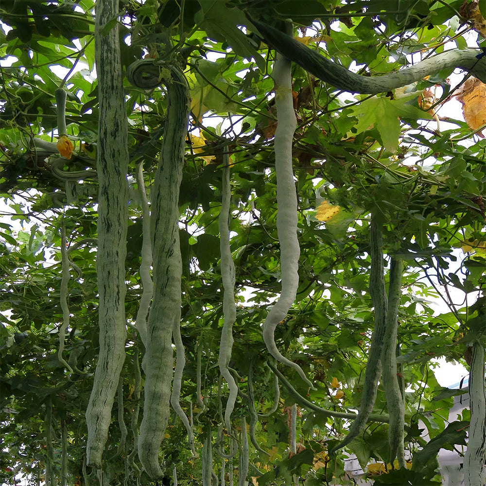 Snake Gourd (Trichosanthes cucumerina) Seeds