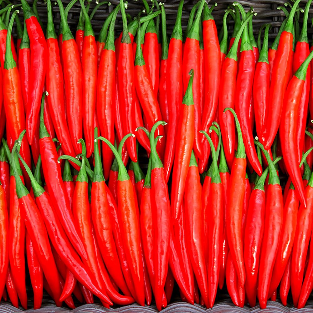 Red Hot Chili Pepper Seeds