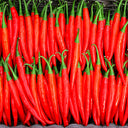 Red Hot Chili Pepper Seeds