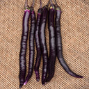 'Hang Zilong' Purple Eggplant Seeds