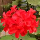 Red Geranium Seeds - Landscaper Red  F1