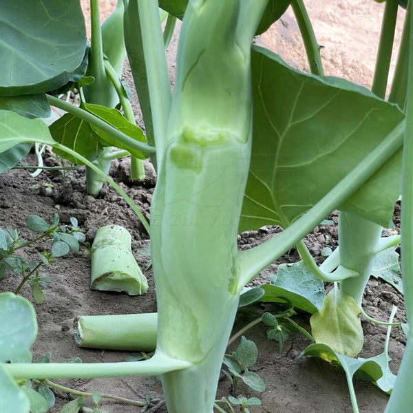 Jingyan Huge Stem Gai Lan